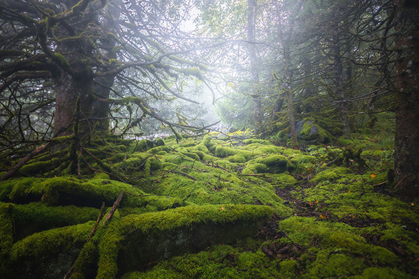 高大数目下疯涨的苔藓