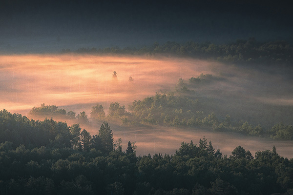 温暖的阳光洒满薄雾森林