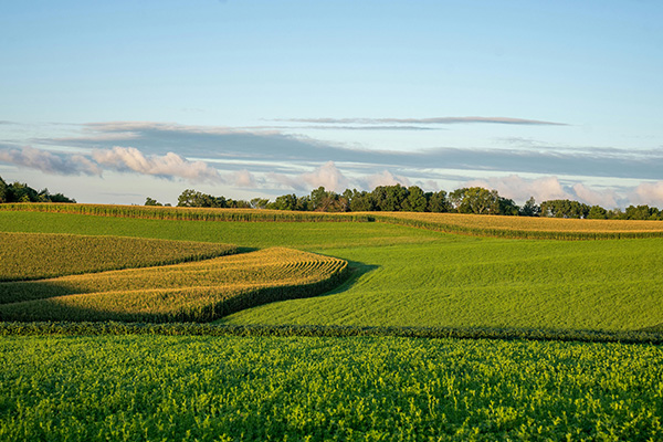 威斯康星州纳尔逊的广阔田野