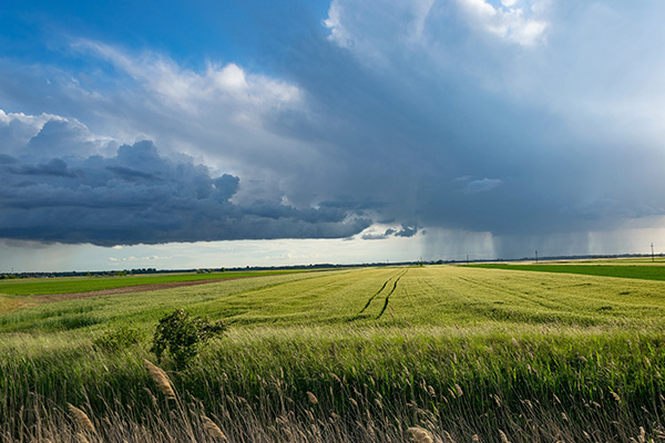 夏日麦田上的暴雨正在接近