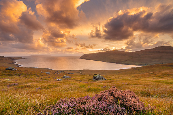 布里特尔峡谷里生长的帚石楠花