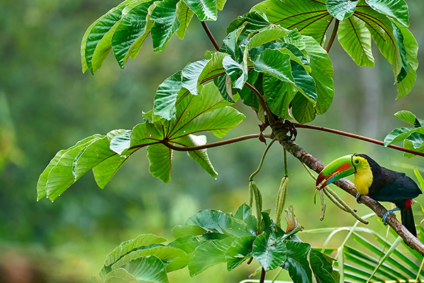 哥斯达黎加的厚嘴巨嘴鸟