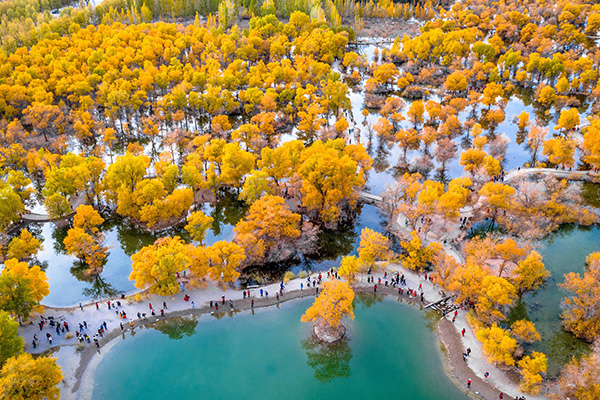 金塔县被胡杨树围绕着的湖