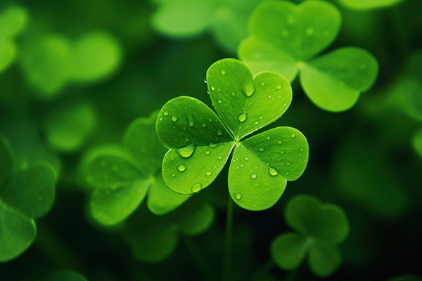 护眼植物绿叶背景