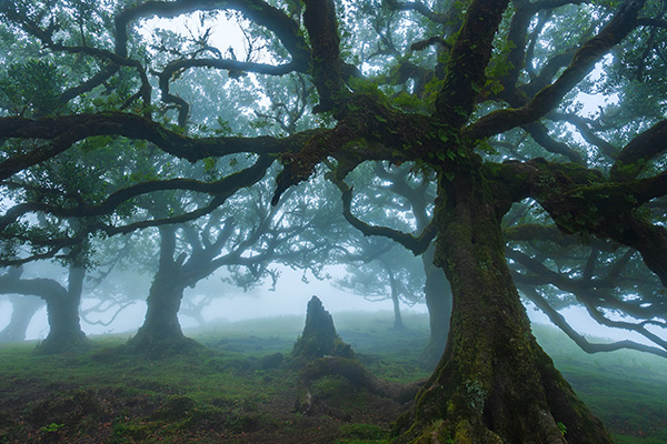法纳尔森林里的古老月桂树