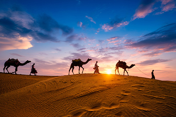 拉贾斯坦邦杰伊瑟尔梅尔的骆驼