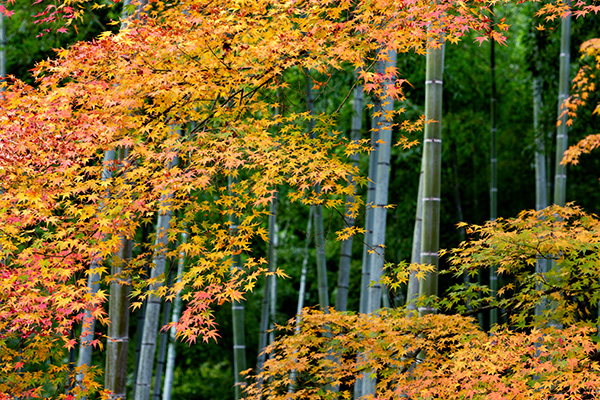 岚山缤纷的枫叶与竹林