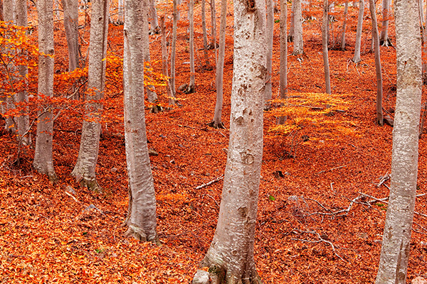 西班牙佩尼亚罗亚山毛榉森林