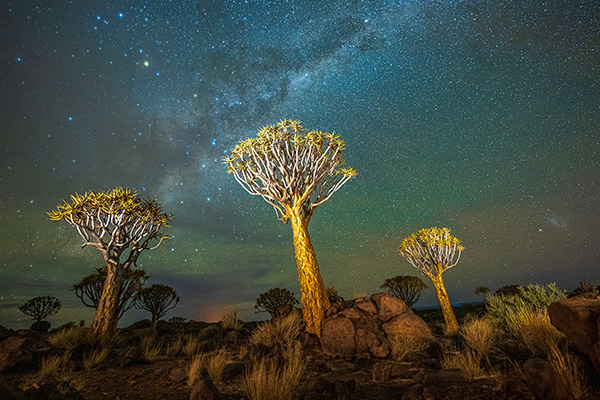 基特曼斯胡普星光下的箭袋树与银河