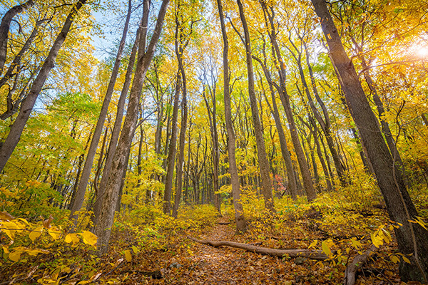 弗吉尼亚州谢南多厄国家公园的秋色