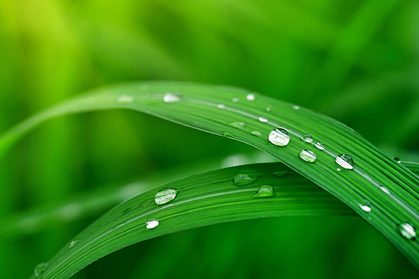 清晨雨后草叶上充满活力的水珠
